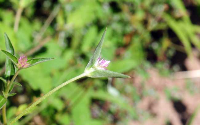 Gomphrena sonorae, Sonoran Globe Amaranth, Southwest Desert Flora